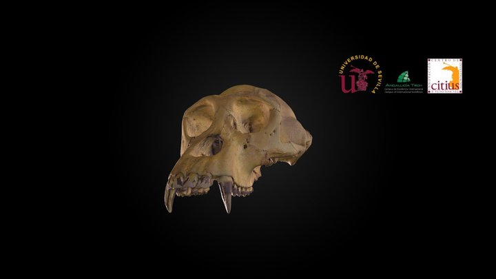 Craneo de chimpancé 3D Model
