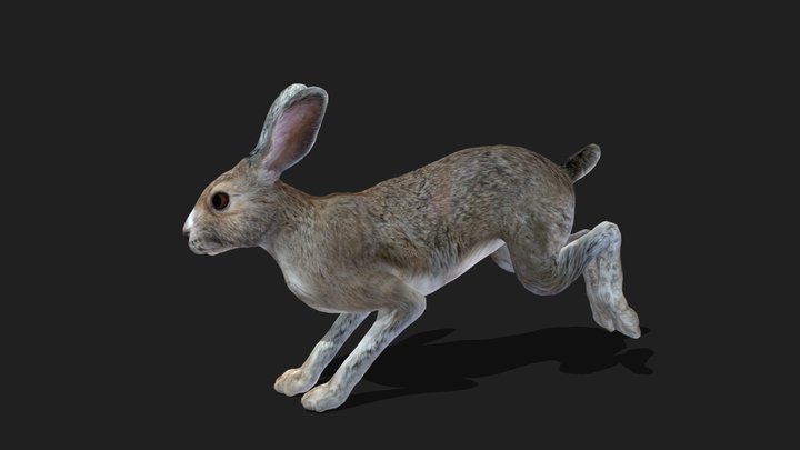 RABBIT - Realistic 3D Model (DEMO FREE)