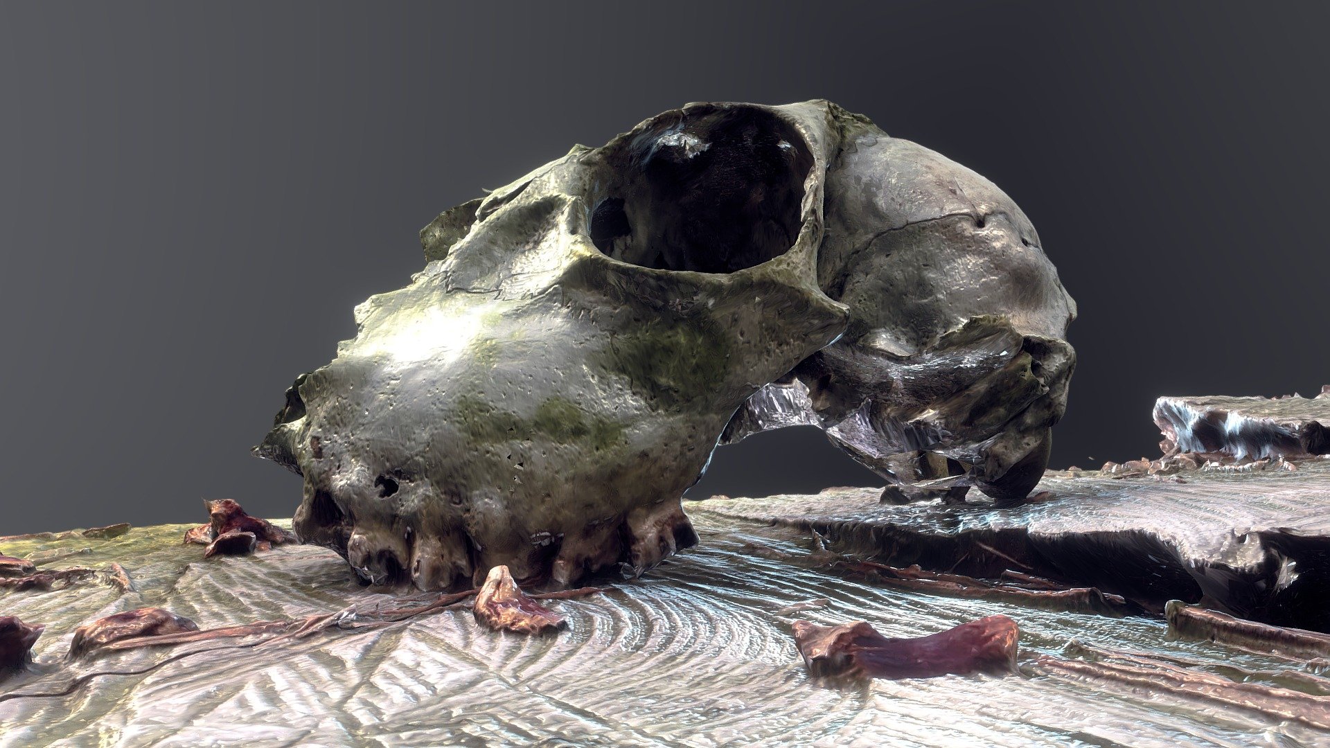 Deer skull - Found sculpture Böhmsdorf I