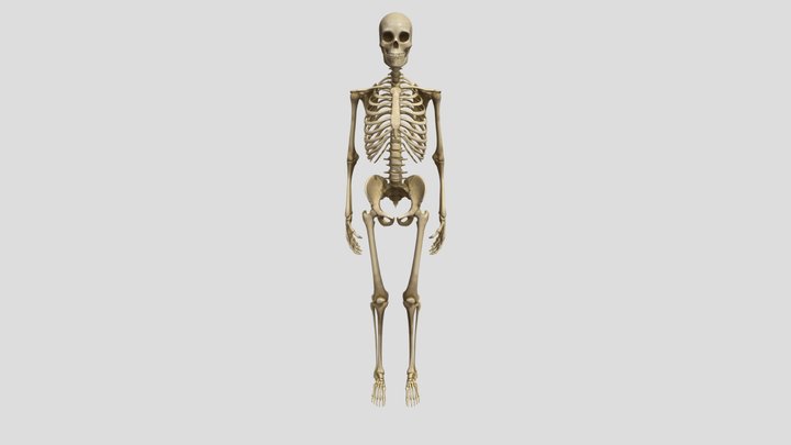 skeleton 3D Model