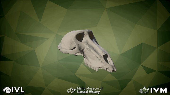 IMNH R-999 Baboon Cranium