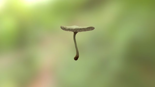 Mushroom Test 3D Model