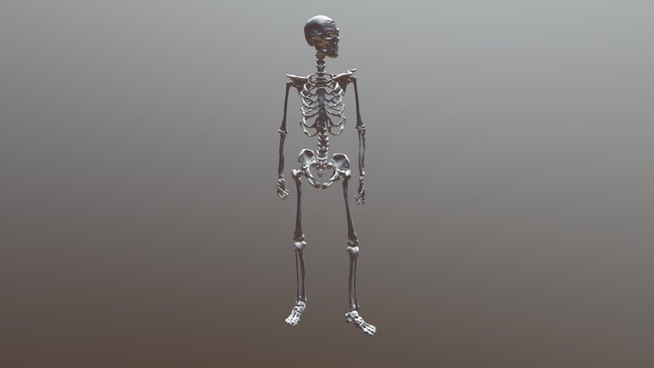 skeleton base 3D Model