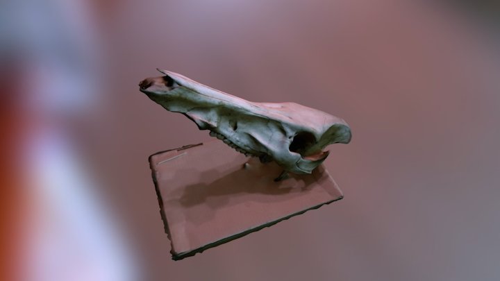 Cow skull 3D Model