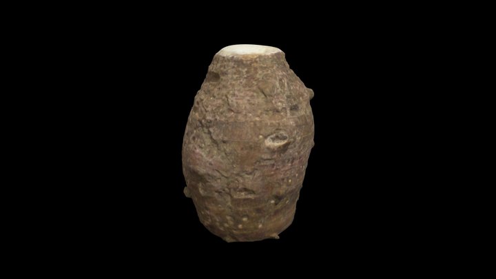Taro 3D Model