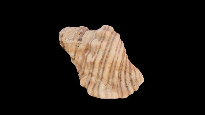 Paleo Seashell 3D Model