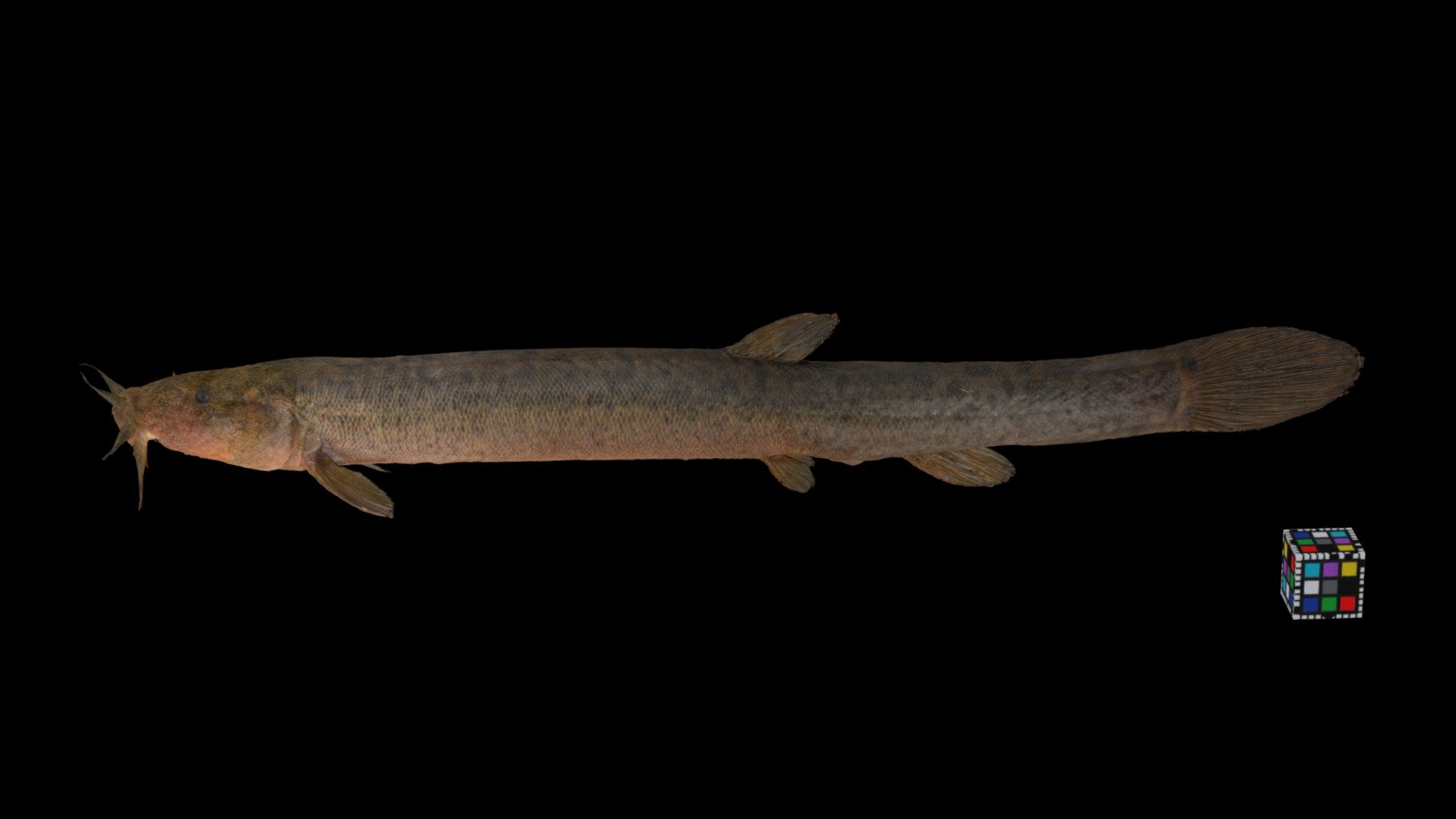 キタドジョウ ♀ Japanese Northern Loach, Misgurnus sp.