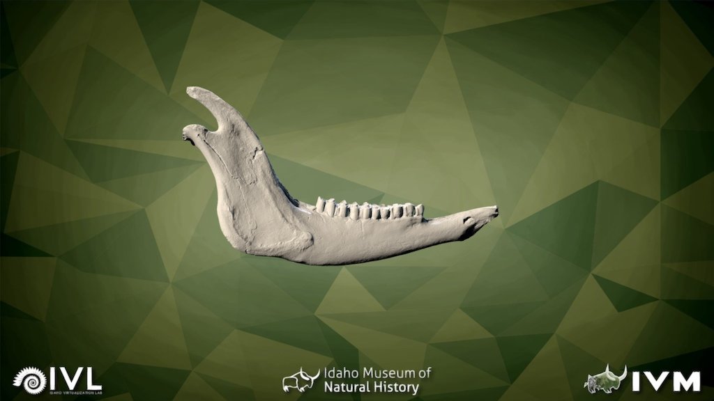 IMNH-71004-23690-Right Mandible