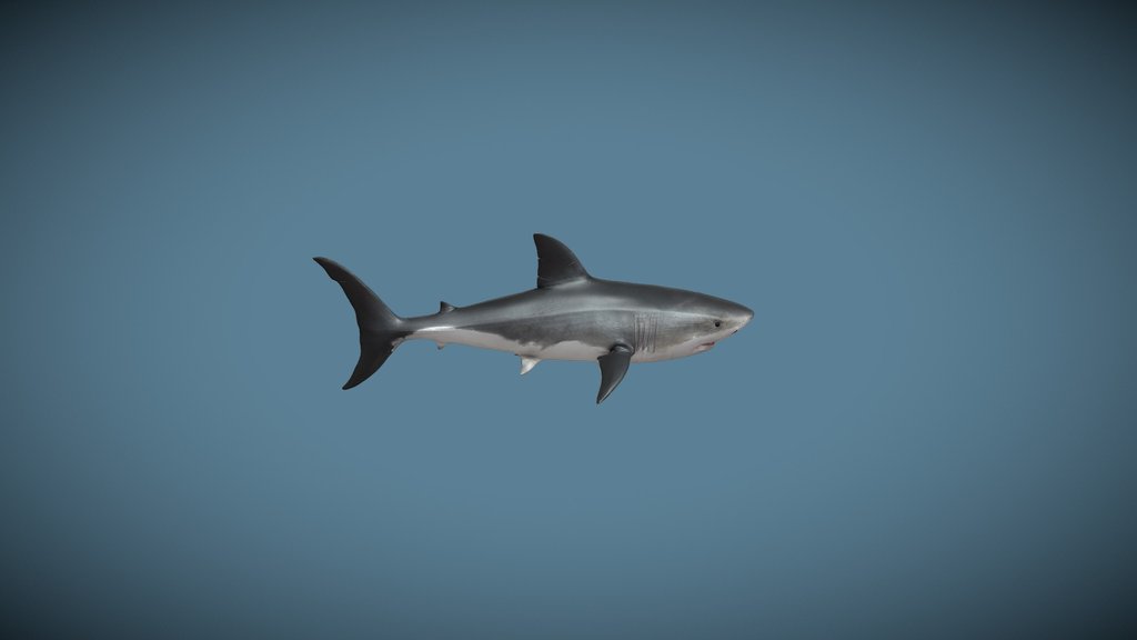 Animated Swimming Great White Shark Loop