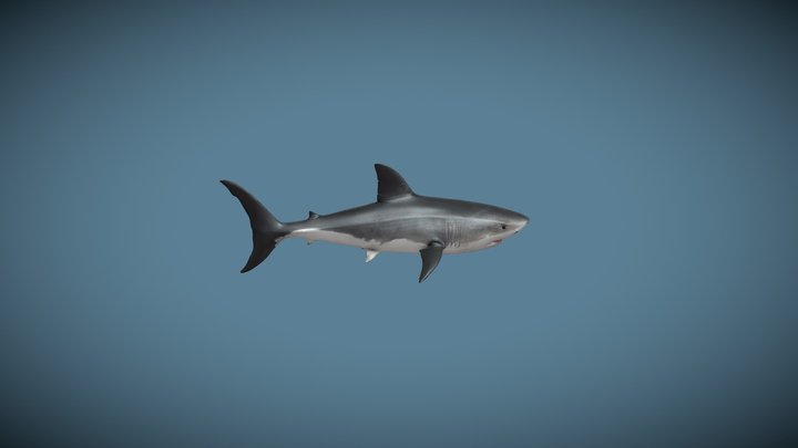 Animated Swimming Great White Shark Loop – Modelo 3D gratuito STL
