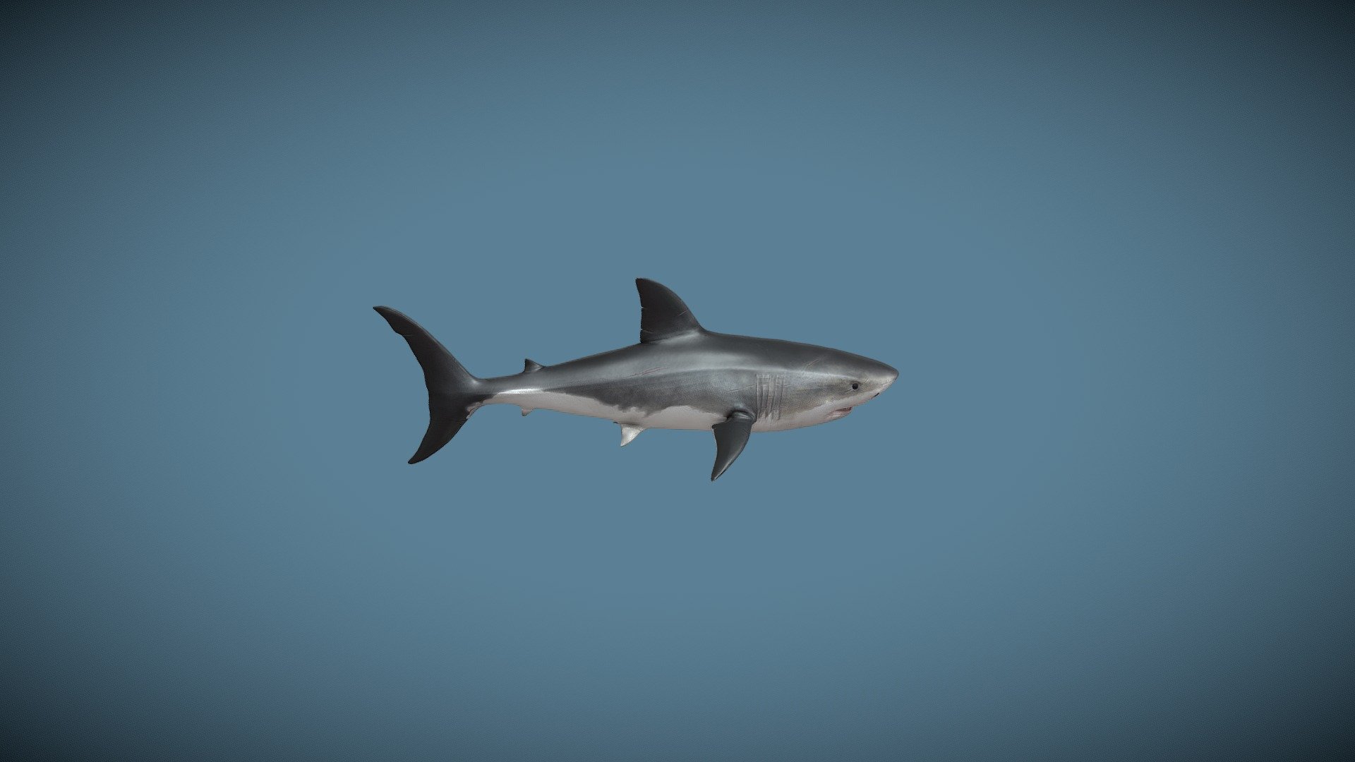 Animated Great White Shark