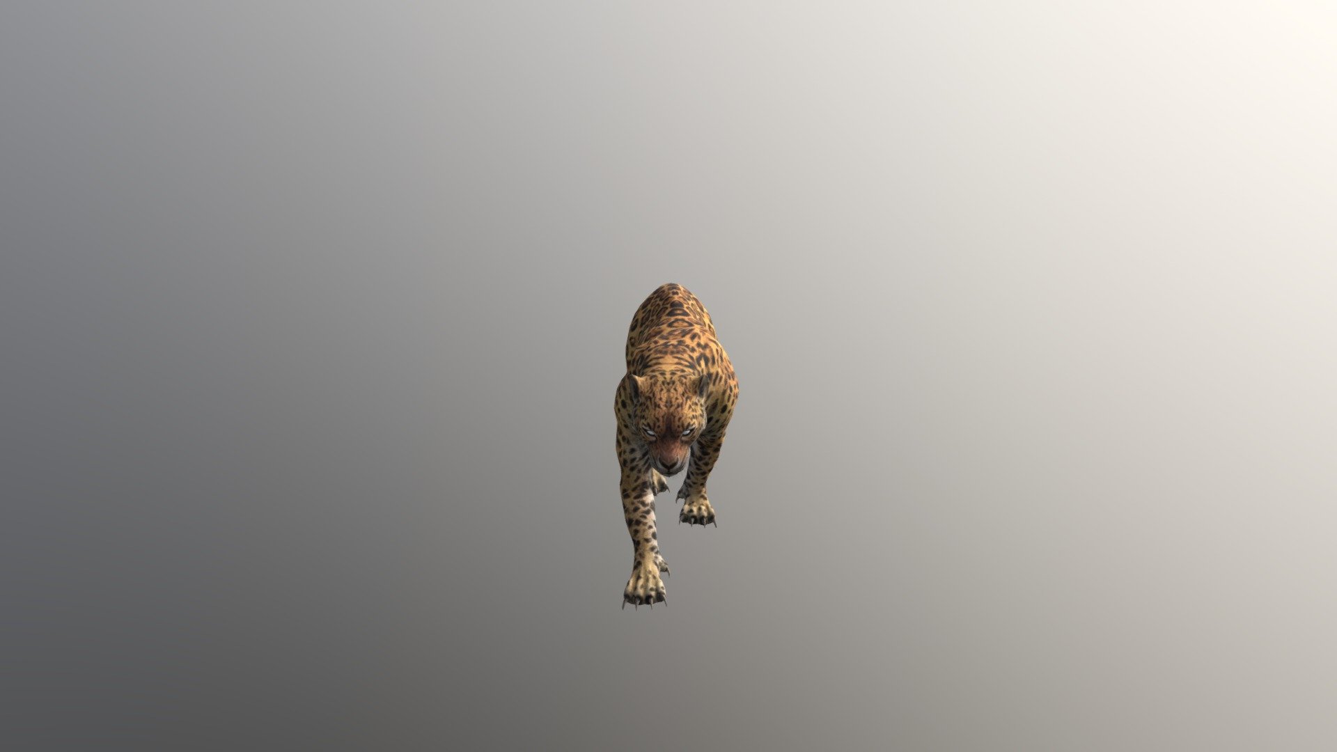 Leopard001-walk01