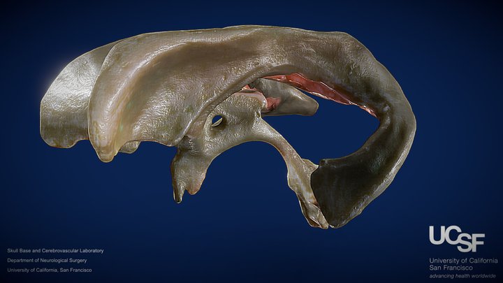 Ventricular System – Free 3D Model STL