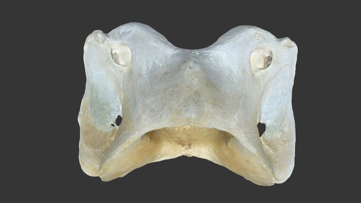 Caballo: Atlas (C1) 3D Model