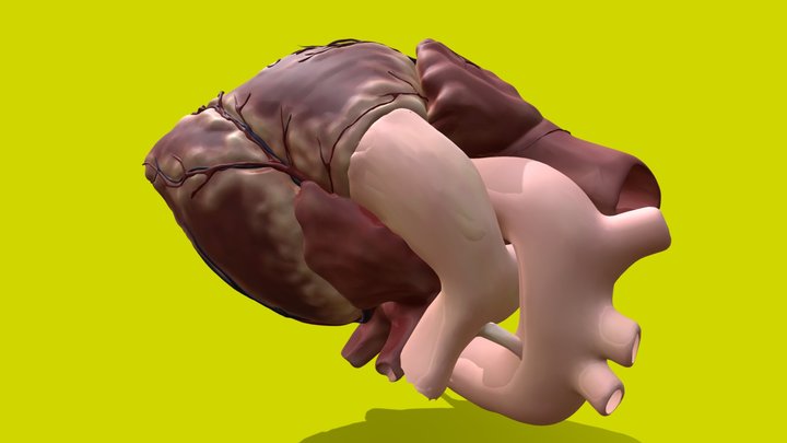 قلب انسان 3D Model