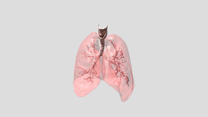 Anatomi Paru-Paru 3D Model