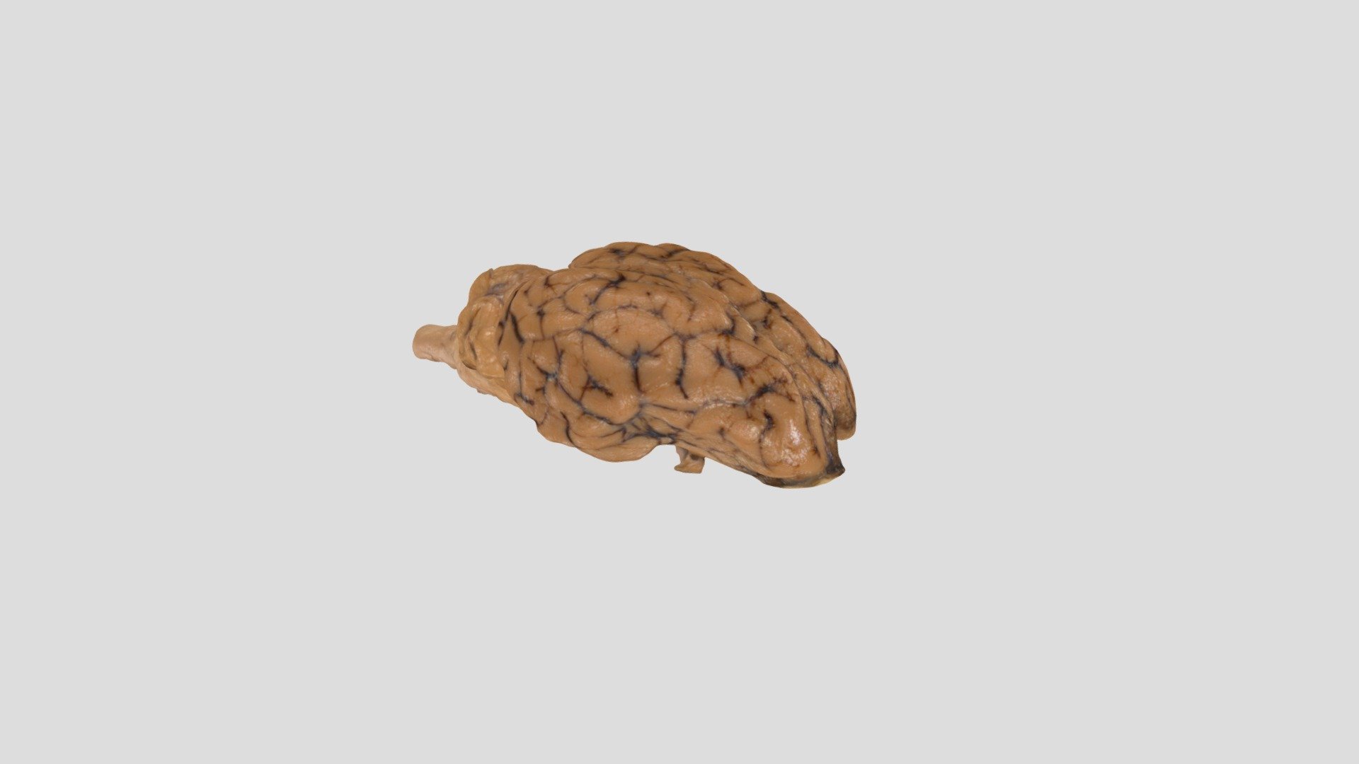 Whole Brain - Download Free 3D model by justinbrown4242 [2984809 ...