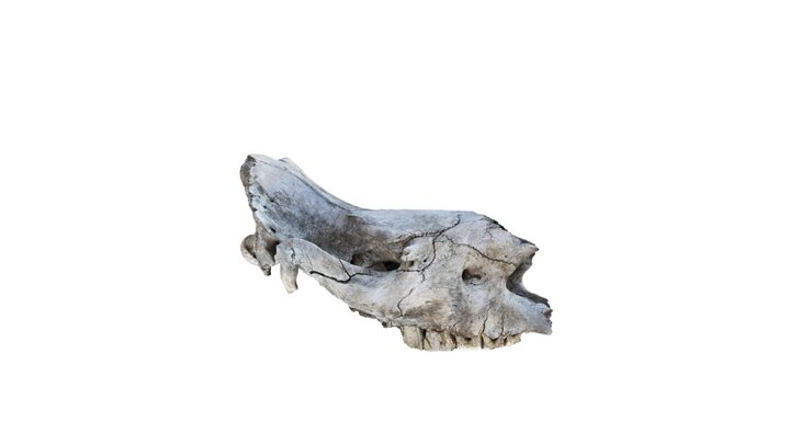 Animals - White Rhinoceros Skull - with STL