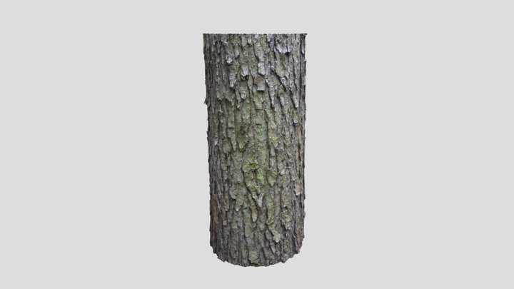 Bark of a Larch Tree 3D Model