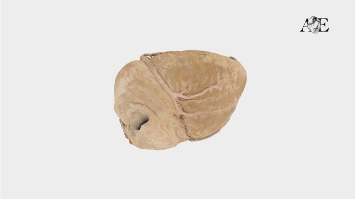 Heart surfaces and grooves 3D Model