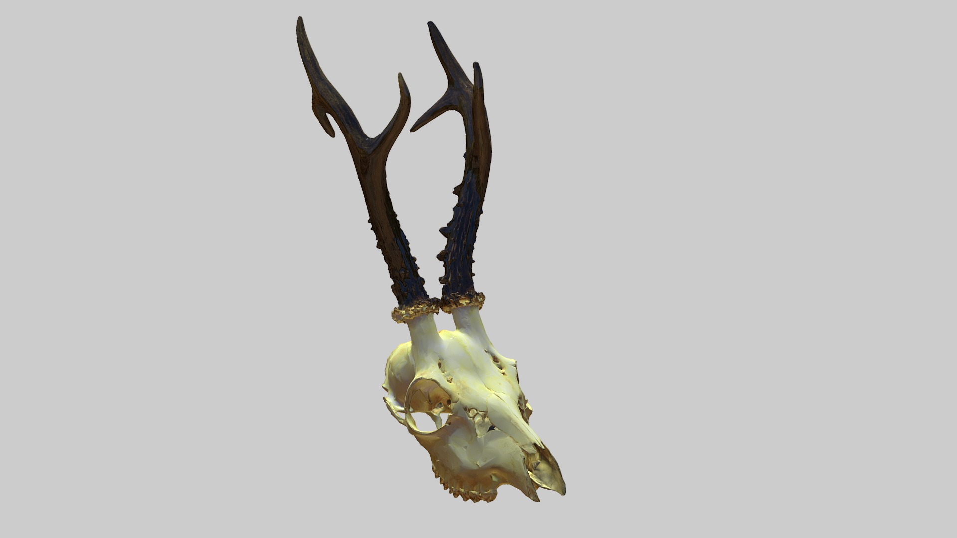 3D model Poroże - This is a 3D model of the Poroże. The 3D model is about a close-up of a moose head.