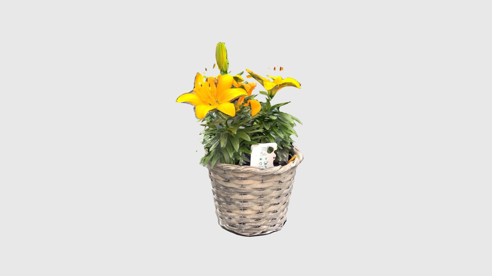 Flowers 2