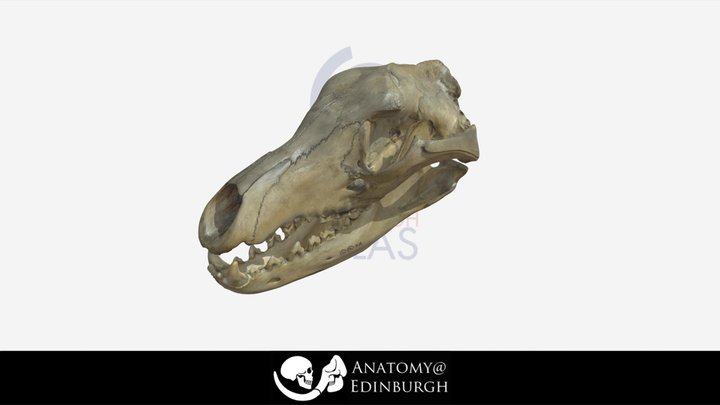 Thylacine [Tasmanian Tiger] Skull 3D Model