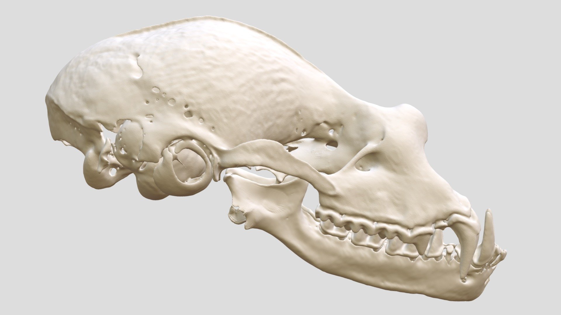 Rhinolophus landeri (MSB:Mamm:25207)