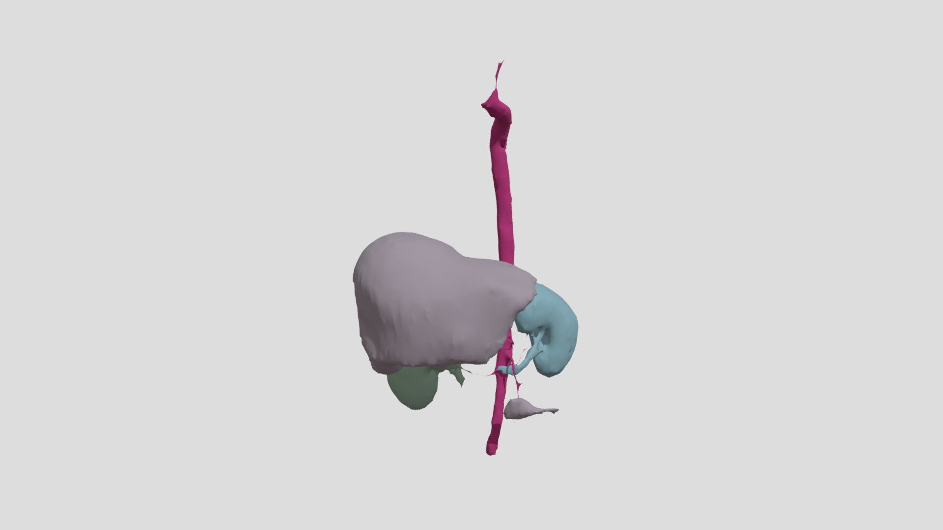 CTACardio Kidneys and Aorta Segmentation