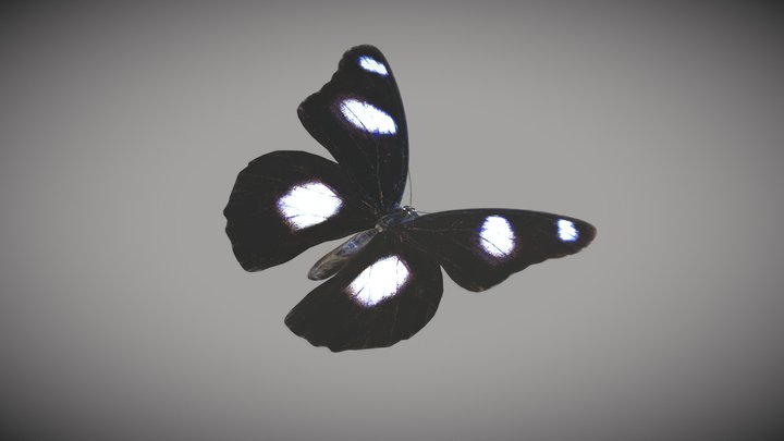 Danaid Butterfly 3D Model