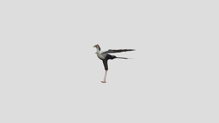 SecretaryBird 3D Model