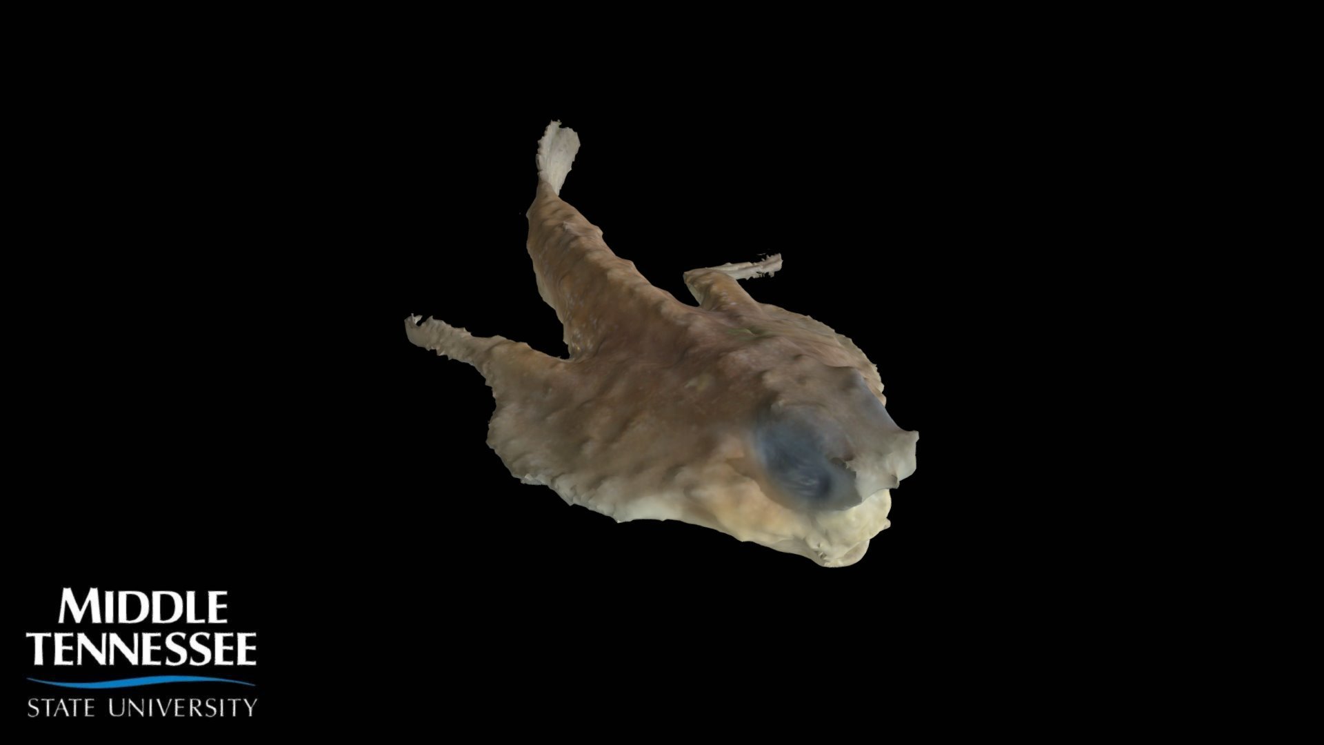 Tricorn Batfish - Zalieutes mcgintyi