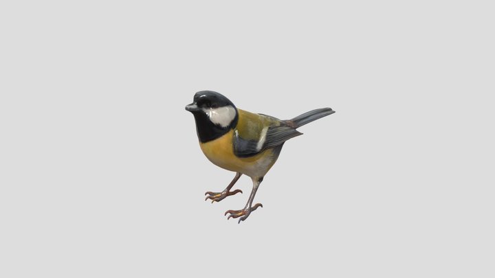 Great tit 3D Model