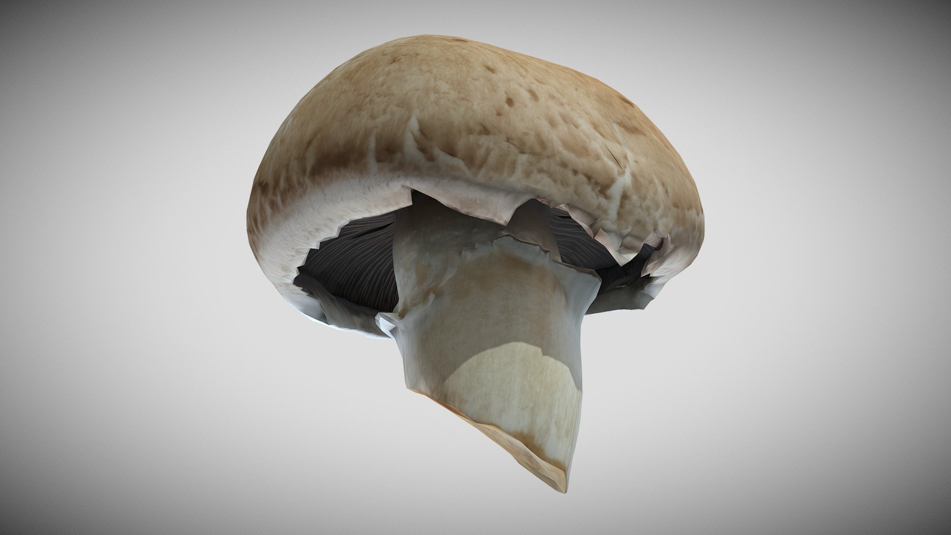 Mushroom (Photogrammetry)