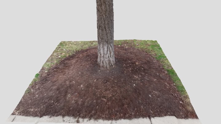 Manicured Tree Trunk & Mulch Ring Scan 3D Model