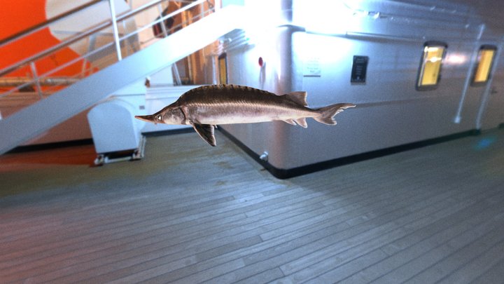 Sturgeon 3D Model