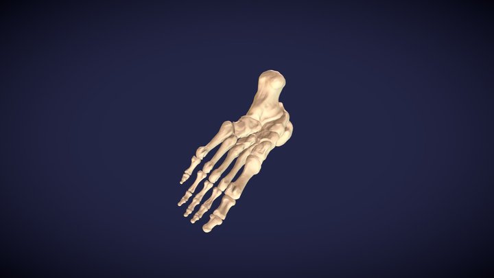 Left foot skeleton 3D Model