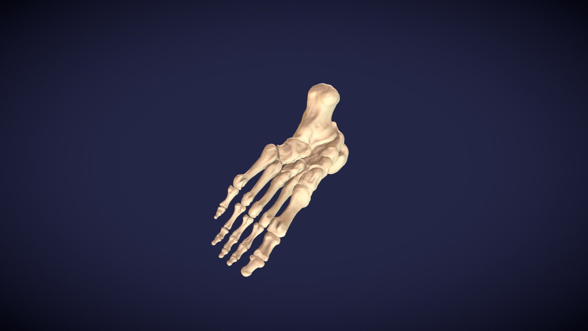 Left foot skeleton