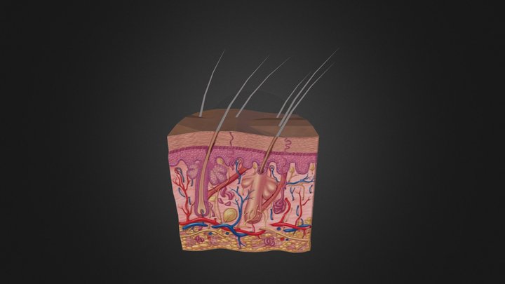 Derma 3D Model