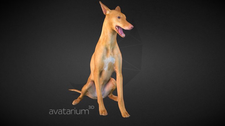 Pharaoh Hound Dog Low Poly 3D Model