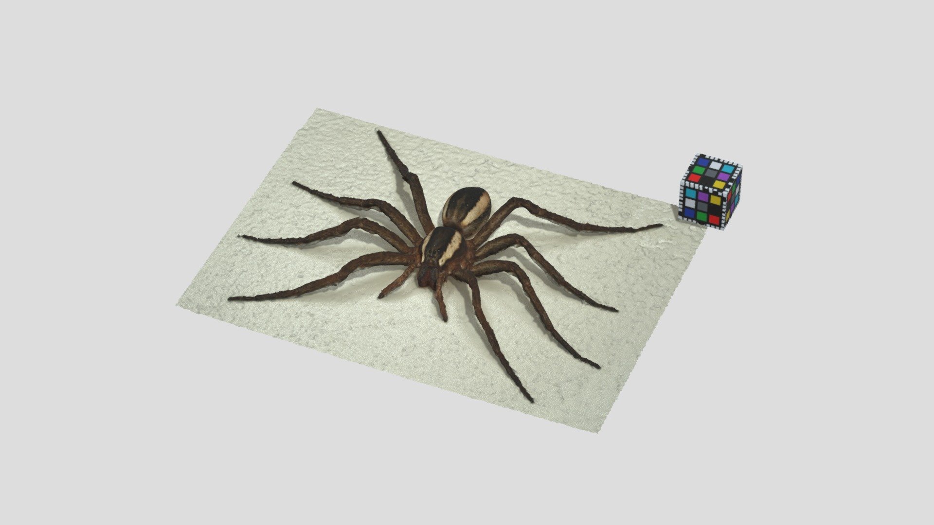 スジボソハシリグモ Dolomedes augustivirgatus