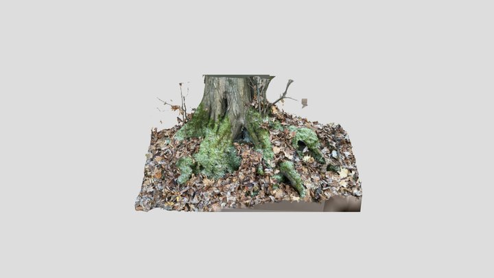 Mossy tree front view 3D Model