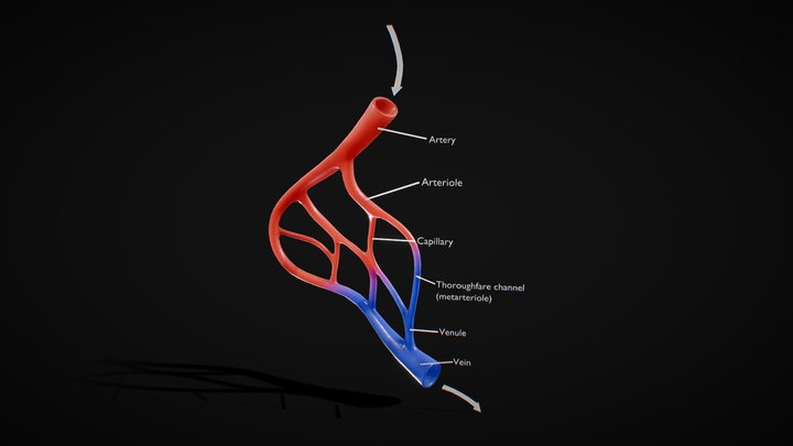 Blood Vessel Anatomy 3D Model