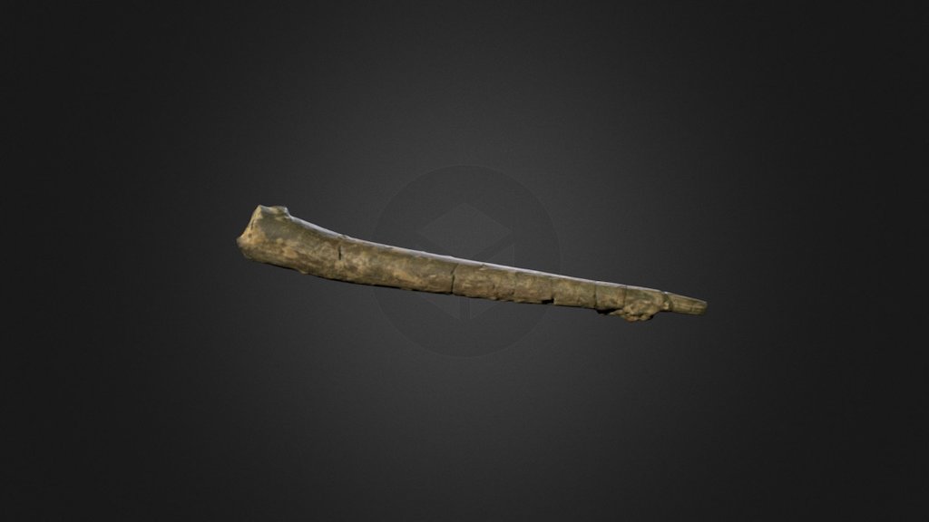 Protosphyraena tenuirostris (CAMSM B 8984) — Sketchfab embed 3D viewer