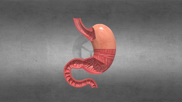 Stomach 3D Model