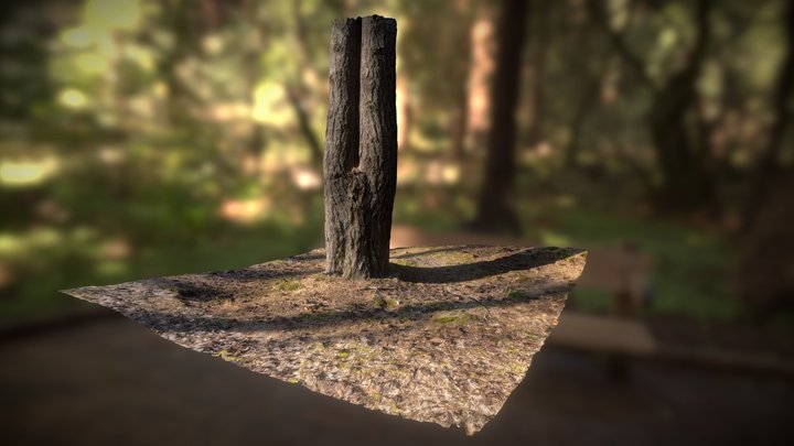 Pine 3D Model