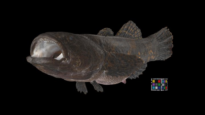 アウトドア寝具 NANGA ANCIENTFISHCOTTONBLANKETSBLACKFISH NANGA ナンガ ANCIENT FISH COTTON BLANKET S BLACK N1NOLFs4
