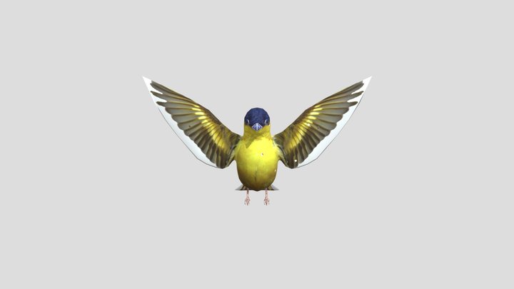 Bird 3D Model