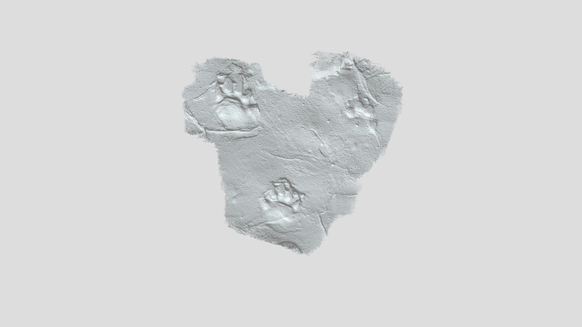 Holotype material of the C. nogradensis