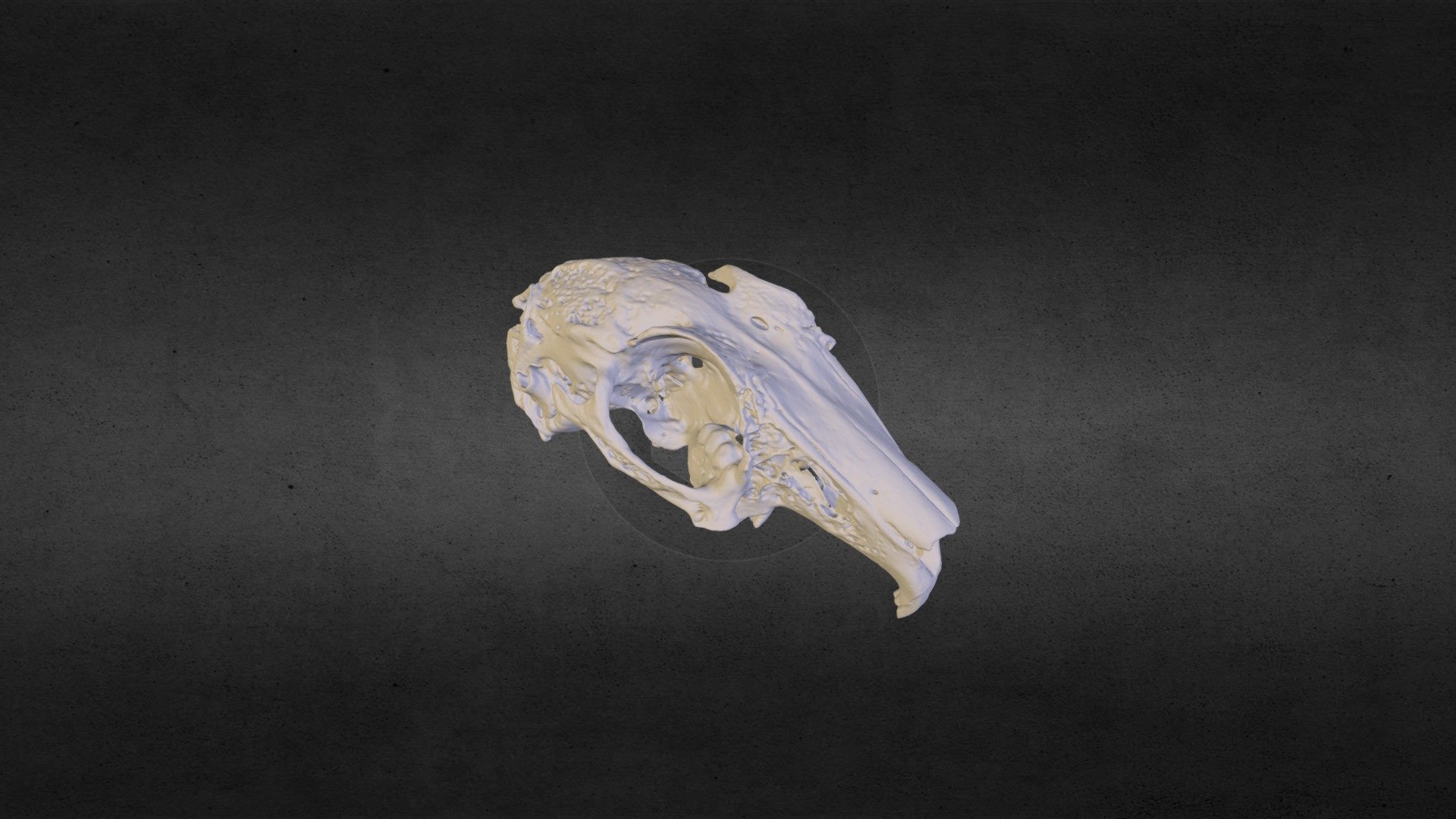 Skull of a European rabbit - Download Free 3D model by Ptolemy ...